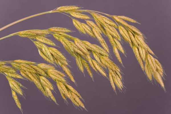 Close-up of grass seedheads
